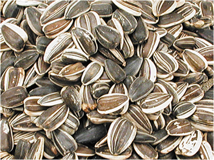 Sunflower seed large striped 1,8 kg