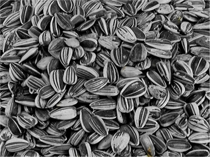 Sunflower seed small striped 2,5 kg