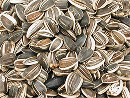 Sunflower seed large striped 10 kg