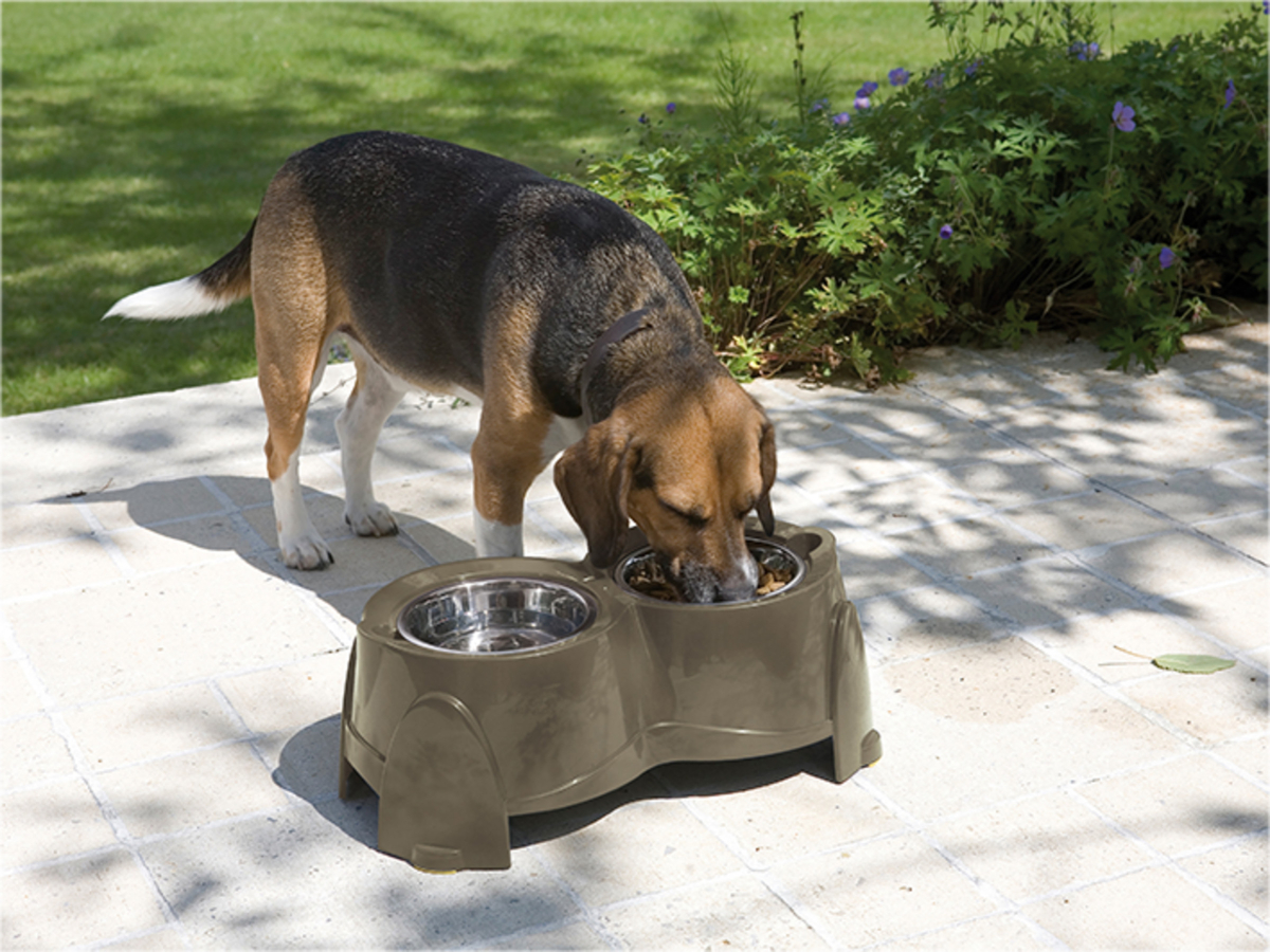 ergo feeder for dogs